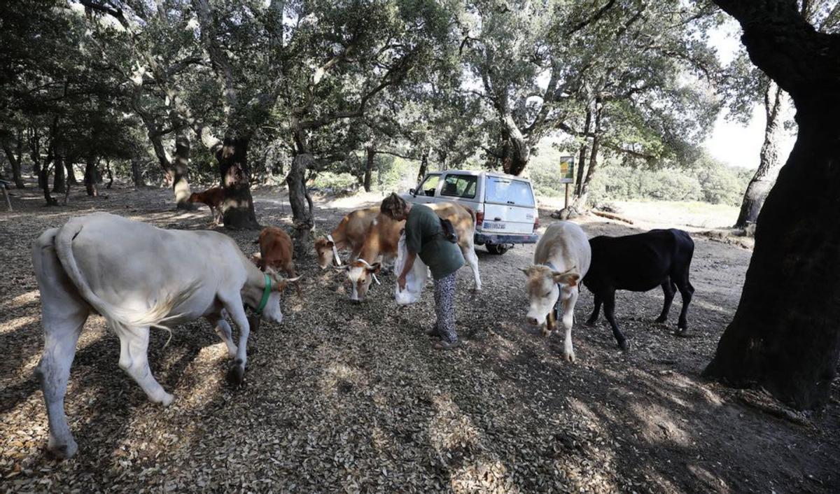 Conxita Esteba alimentant les vaques.  | EDUARD MARTÍ