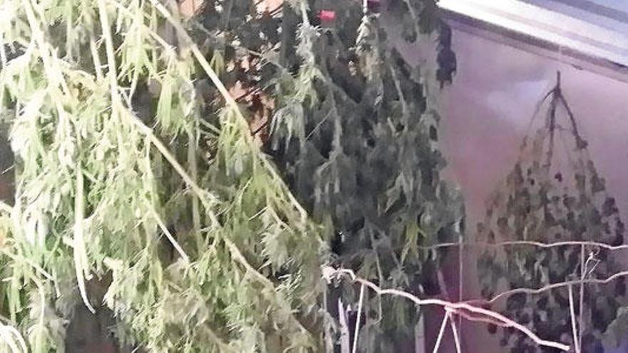 Plantas de marihuana colgadas en un trastero.