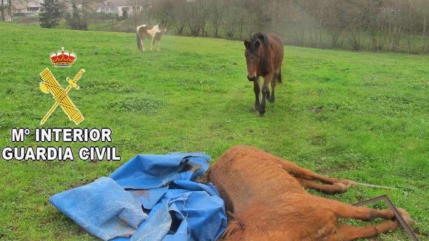 Caballo muerto a golpes por un vecino de Lalín. // OPC Guardia Civil