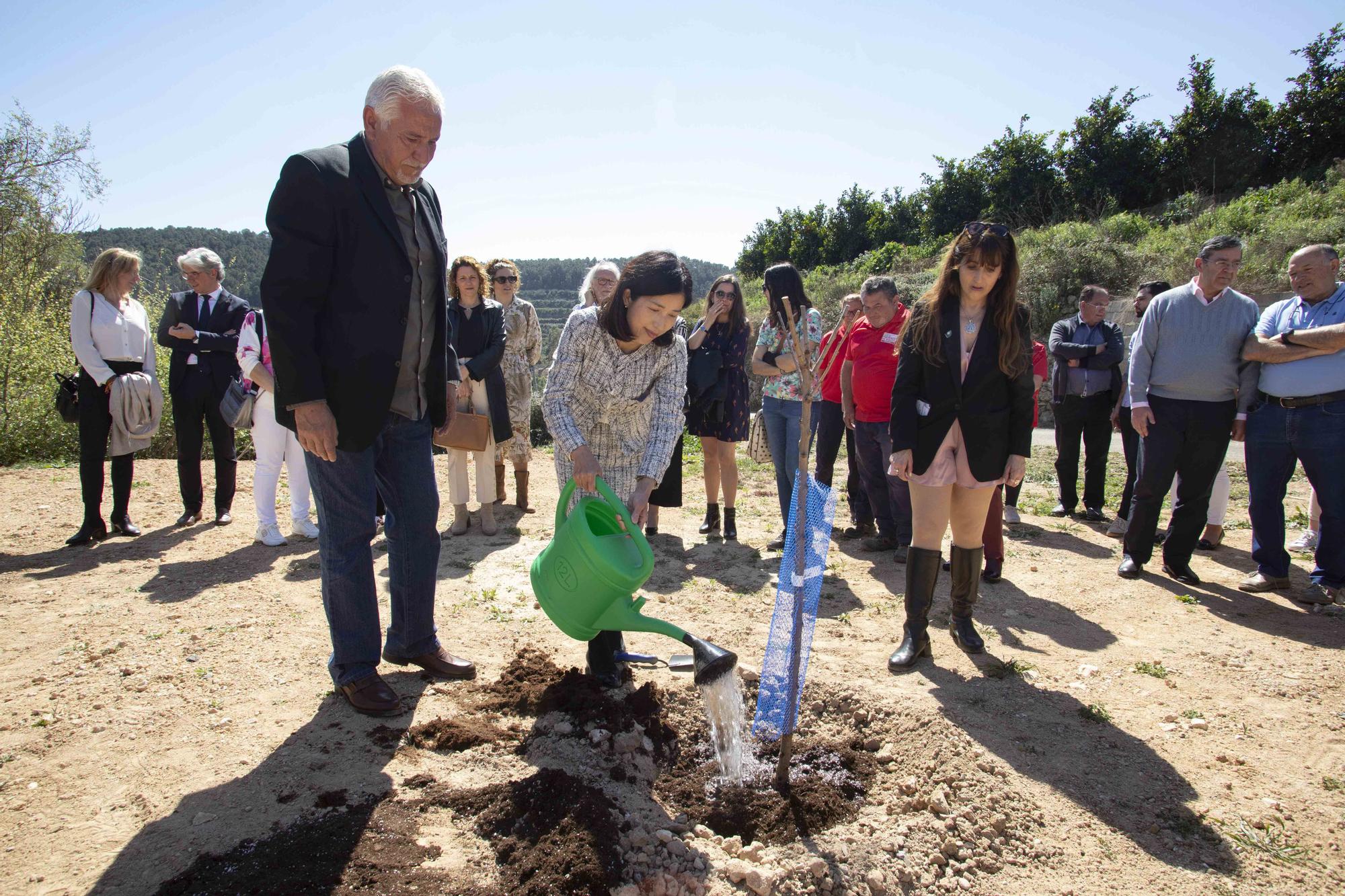 El país del sol naciente conquista Estubeny