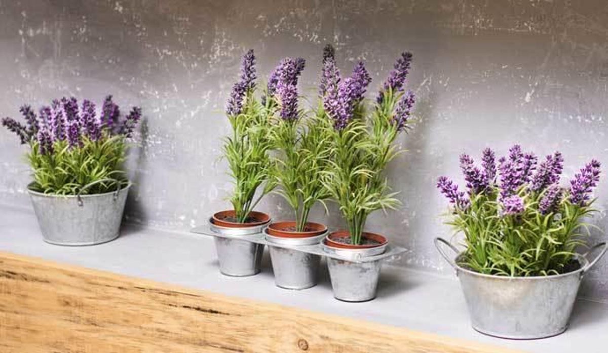 Cinco plantas que debes de tener en casa para ahuyentar a los mosquitos
