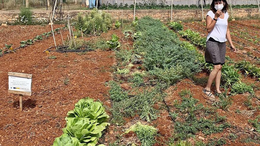 Por un campo «autosuficiente» en las Pitiusas