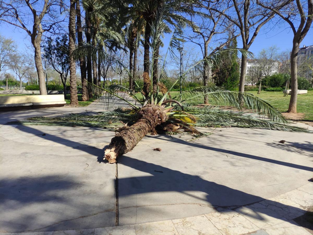 Imagen de una palmera caída a causa de las fuertes rachas de viento en Castelló.