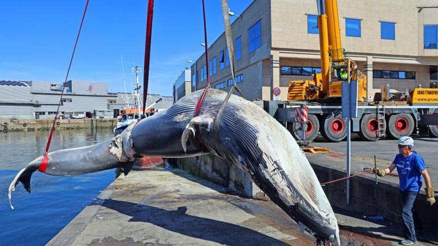 Una ballena estudiada por la Cemma en Vigo. |   //  MARTA G. BREA