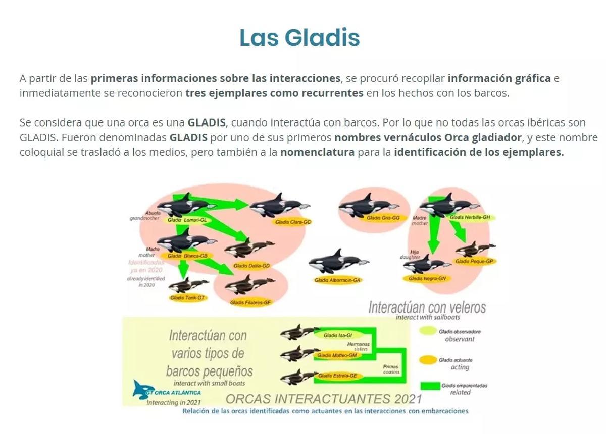 Así son las «gladis».