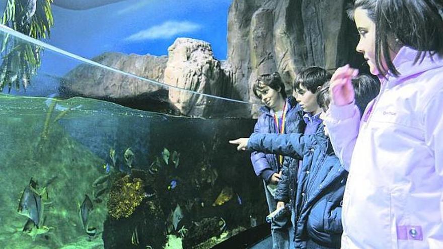 Por la derecha, Marina Argüeso, Pedro Prieto, Miguel Argüelles y su hermano Juan, durante la visita al Acuario de Gijón.