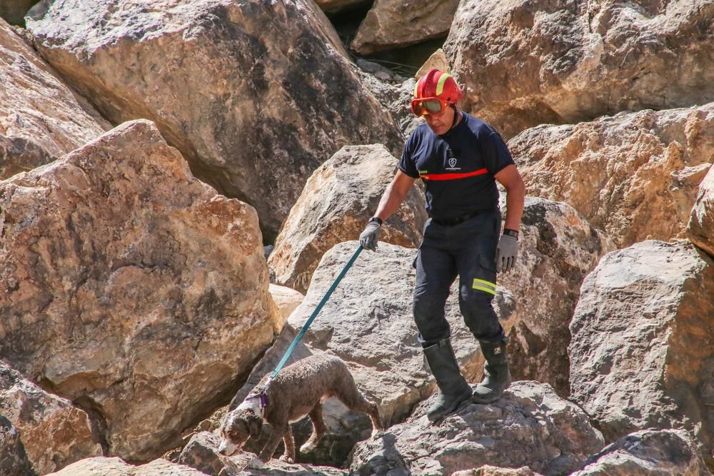 El mejor amigo del hombre, al rescate en Cox