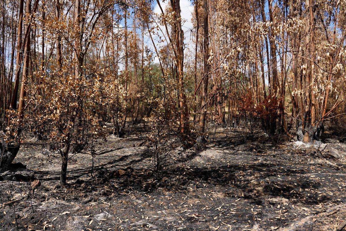 Zonas afectadas por el incendio de Niebla en las inmediaciones de Berrocal (Huelva), donde el fuego ha dejado un paisaje completamente calcinado