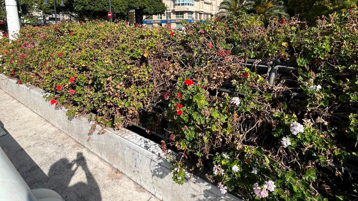 El puente de las Flores-Rita Barberá con las plantas en mal estado