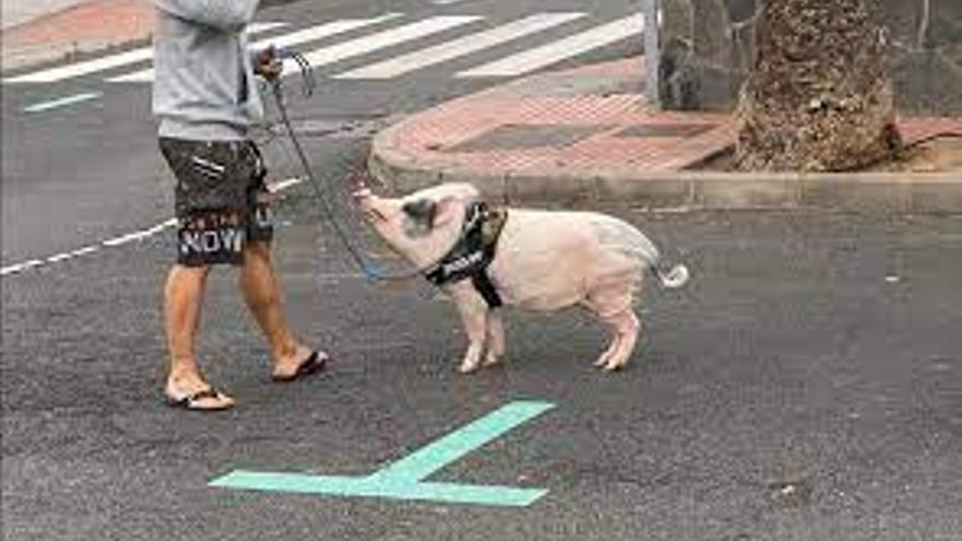 Famoso cerdo vietnamita de Playa Jardín, Gran Canaria