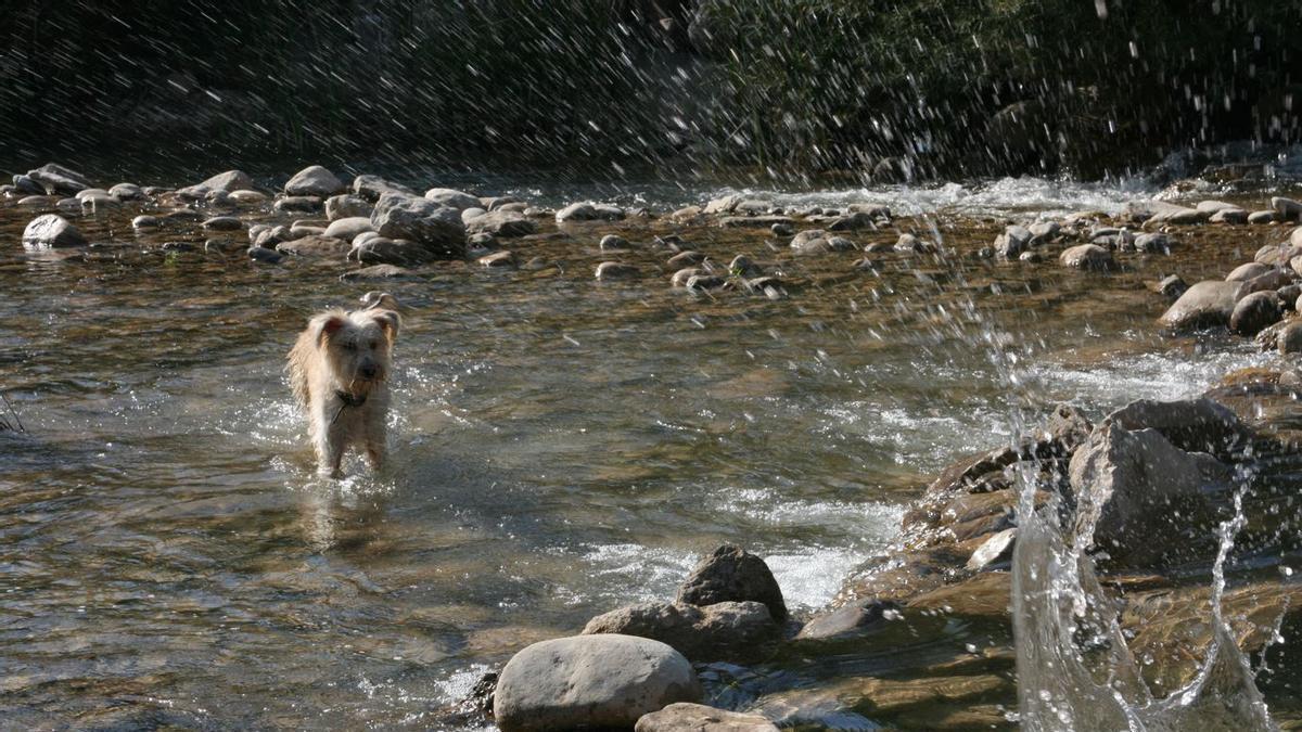 Un gos es refresca a l'aigua en un toll de la Ribera Salada