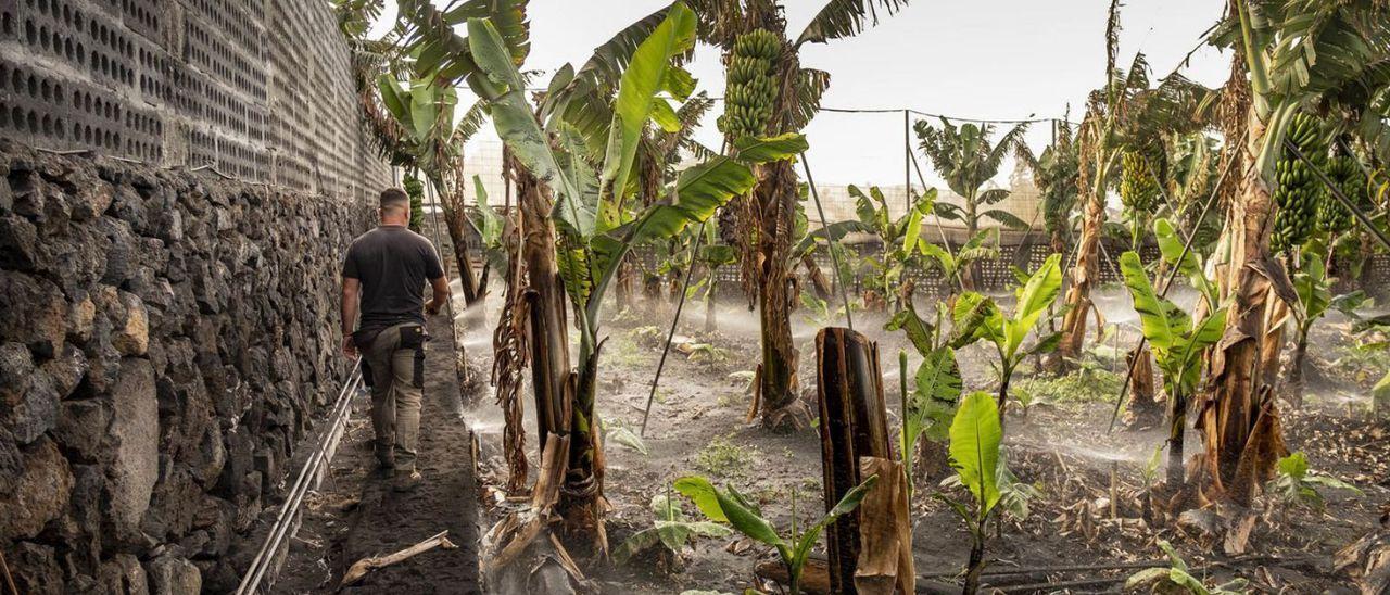 Una de las fincas de plátanos afectadas por la ceniza del volcán.