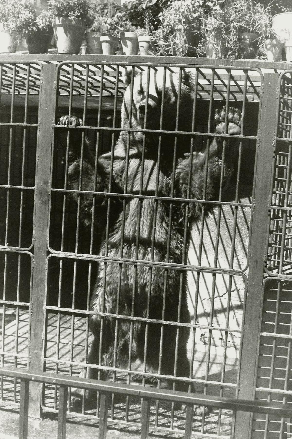 El oso Juan vivió en una jaula hasta que lo mataron.