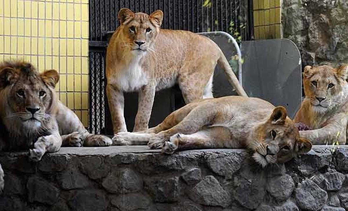 Un grup de lleons al jardí zoològic de Kíev (Ucraïna). Grups a favor dels animals diuen que dotzenes d’animals han mort en aquest zoo durant els últims anys a causa de la malnutrició.