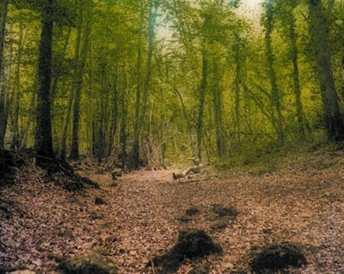 A la tardor. El bosc espectacular de la Fageda d’en Jordà, un espai protegit.