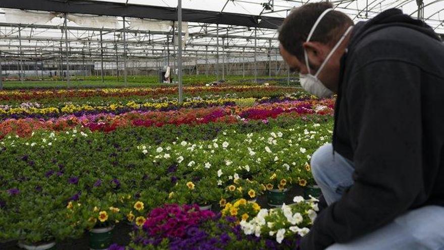 Flores a domicilio para madres confinadas