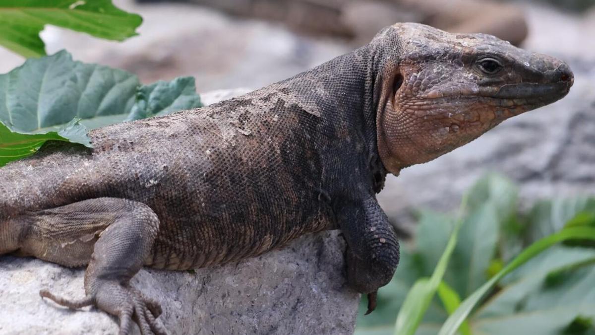 Ejemplar de lagarto de Gran Canaria en el lagartario de Tamaraceite.