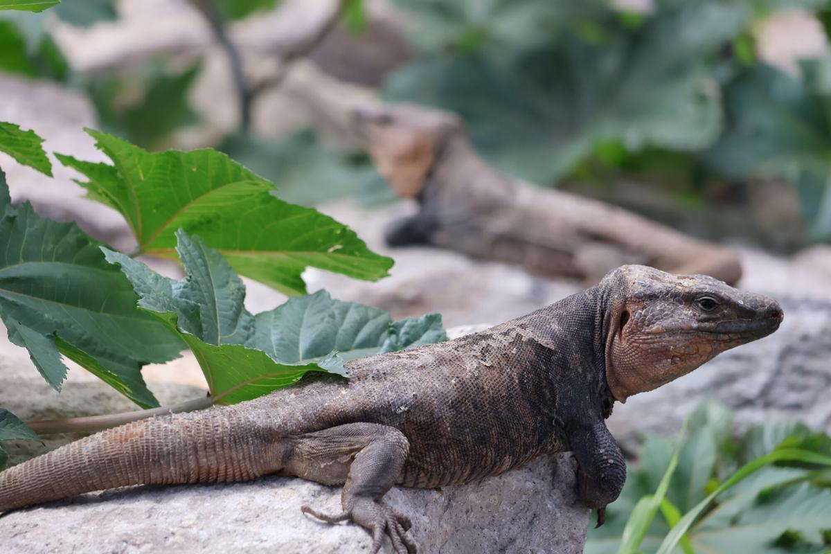 Ejemplar de lagarto de Gran Canaria en el lagartario de Tamaraceite.