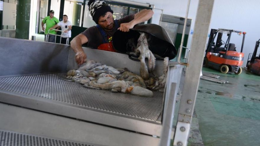 Un marinero descarga pulpo ayer en la lonja de Bueu. | // G.NÚÑEZ