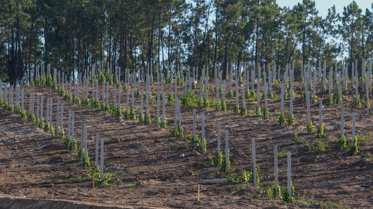 La nueva plantación de Granbazán.