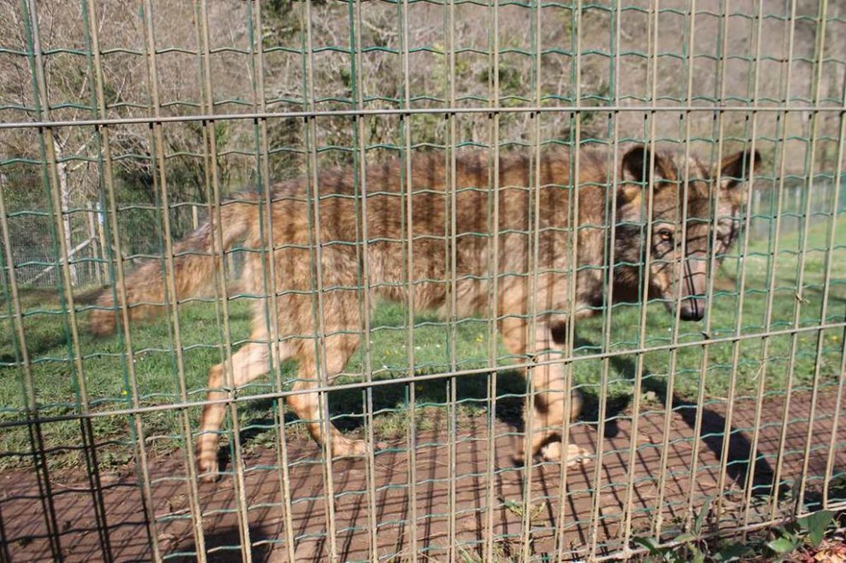 "Paco" y "Tolo" reciben hoy las primeras visitas en la Casa del Lobo de Belmonte
