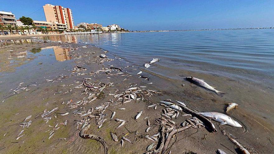 Decenas de ejemplares muertos en la orilla tras el episodio de anoxia de octubre del 2019 en San Pedro del Pinatar.