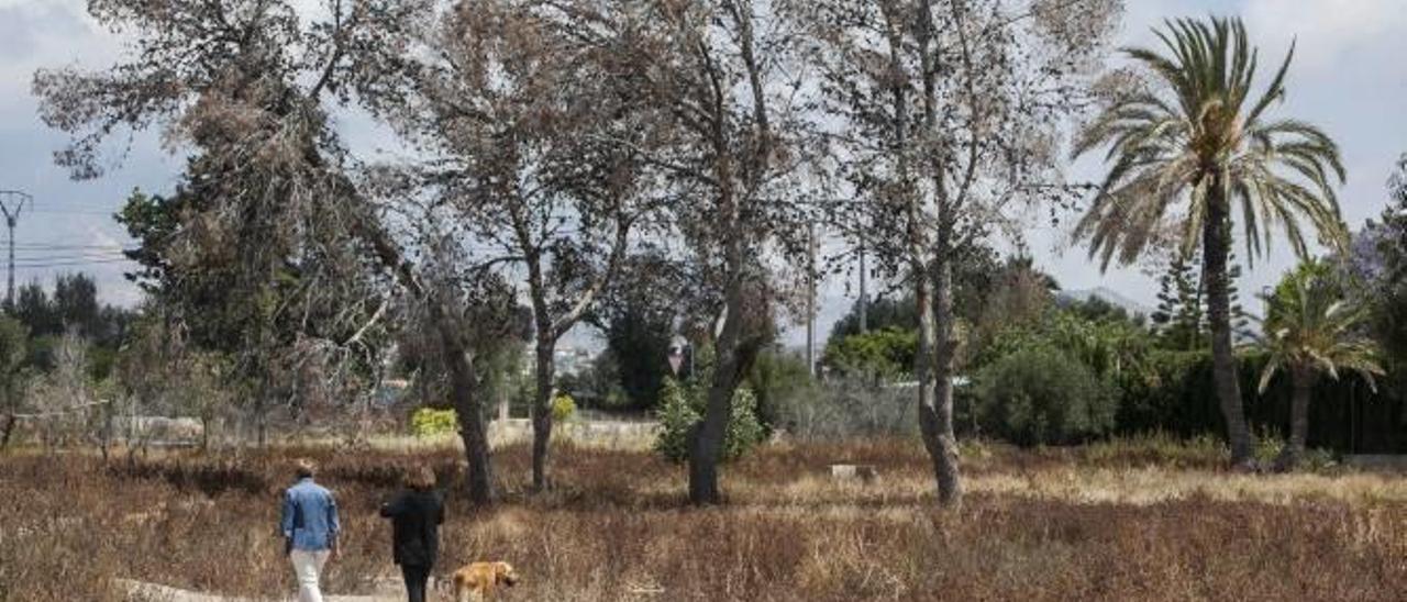 La falta de lluvias de la primavera certifica la sequía más grave en Alicante desde 1950