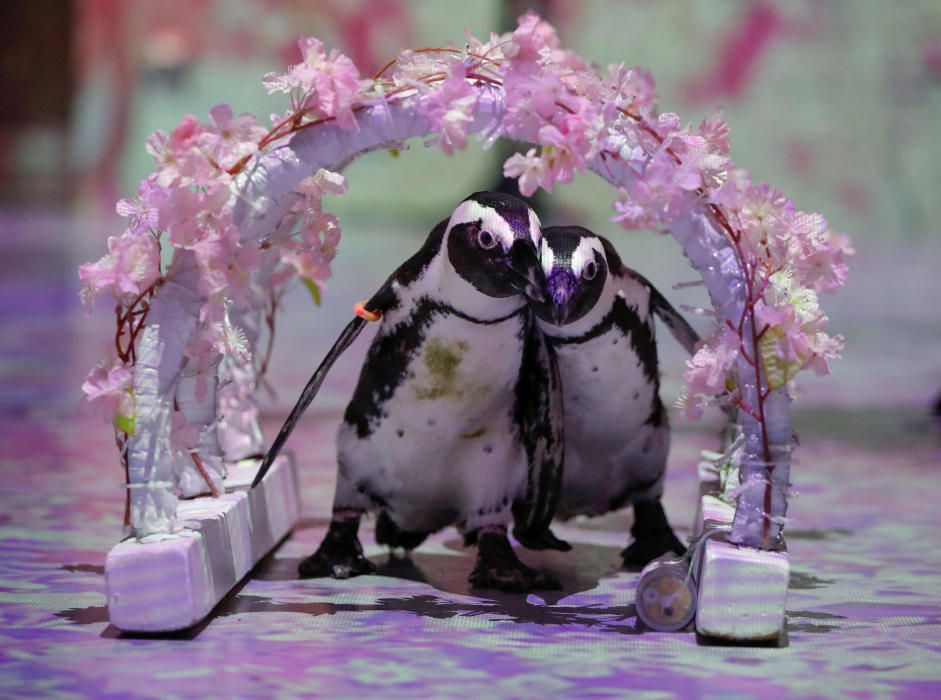 Penguins Momo and Omochi are seen while the ...
