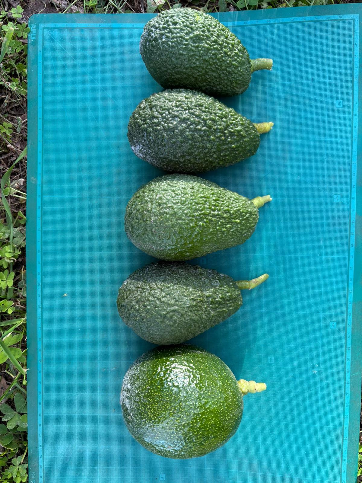 Variedades de aguacate que se ponen a prueba en el centro agrario experimental de Polinyà de Xúquer.