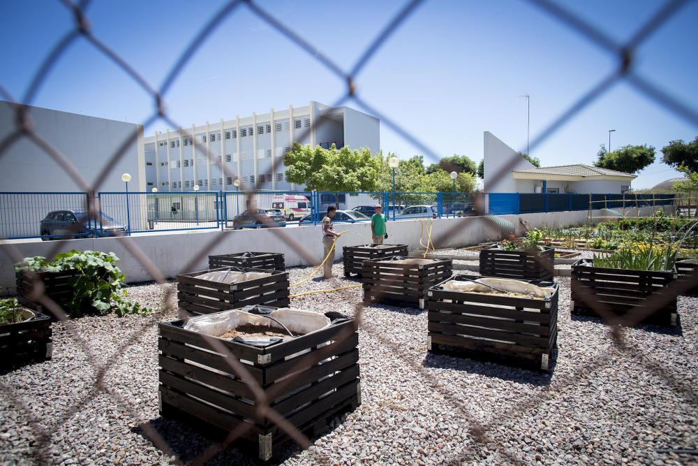 Hort interdisciplinari a l'IES Maltide Salvador de Castelló