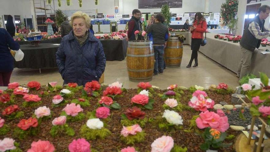 Exposiciones de la camelia de Cambados (arriba) y Vilanova (a la izquierda). // Noé Parga