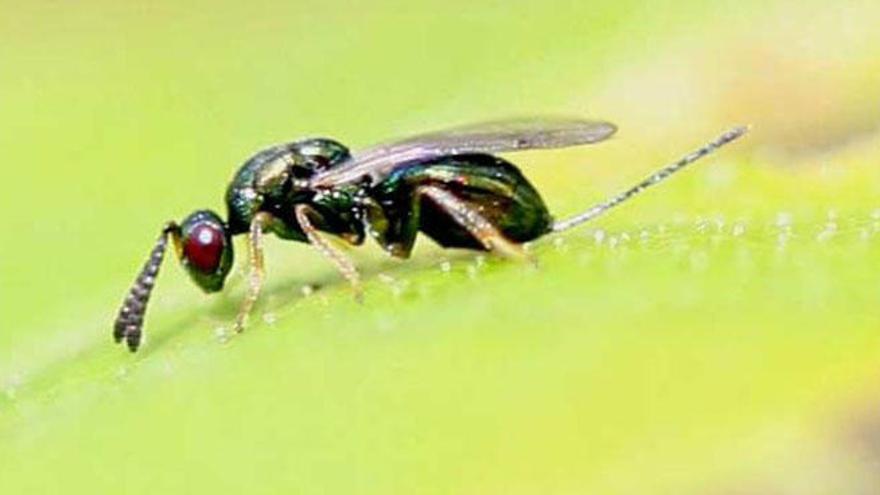 Un ejemplar de &#039;Torymus sinensis&#039;.