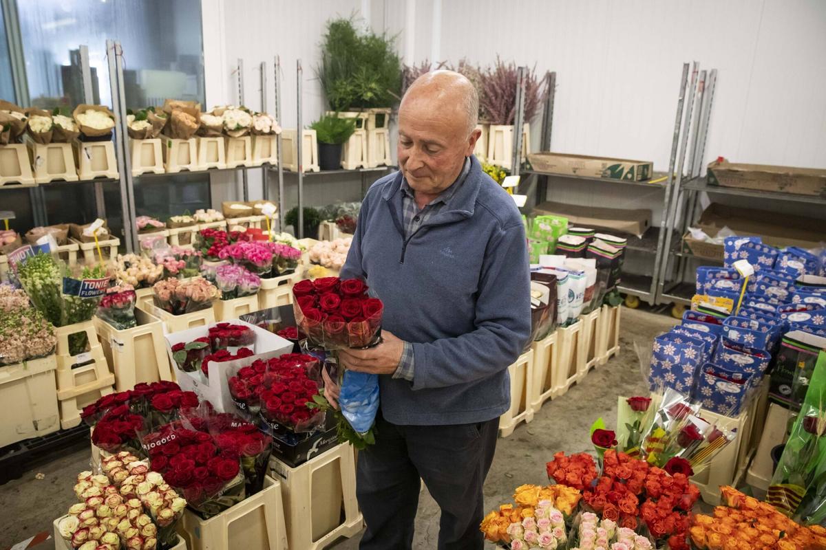 Barcelona, 15 de abril de 2025. Josep Reig, mayorista, prepara las rosas para Sant Jordi