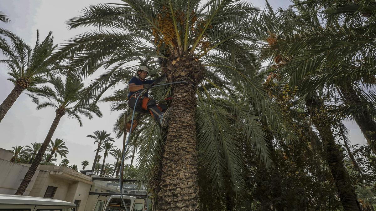 Poda de palmeras en el Parque Municipal de Elche