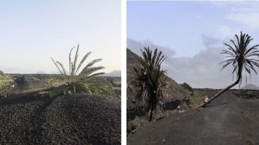 Vandalismo en Canarias: Tiran abajo la palmera inclinada de Lanzarote