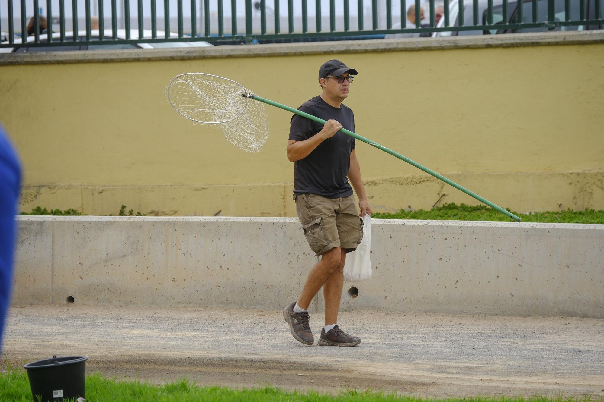 El Ayuntamiento retira los gallos de La Paterna tras varias quejas vecinales y antes de aplicar la desratización