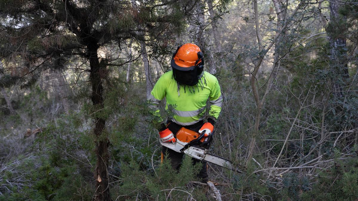 Galería: Empiezan en Cala Salada las labores de desbroce y tala del plan contra incendios de Sant Antoni