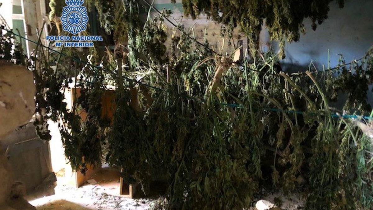 Marihuana intervenida en el chalet.