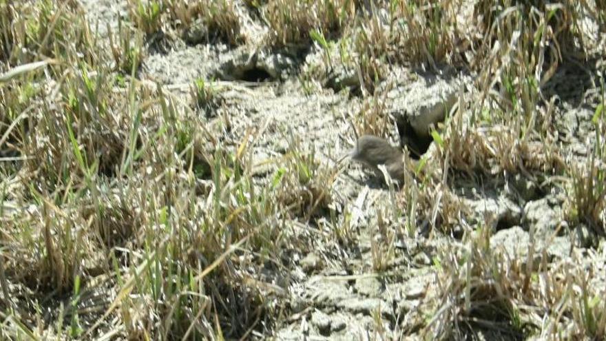 Topillos en Tierra de Campos