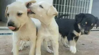 El abandono de animales aumenta en Málaga por culpa de la pandemia