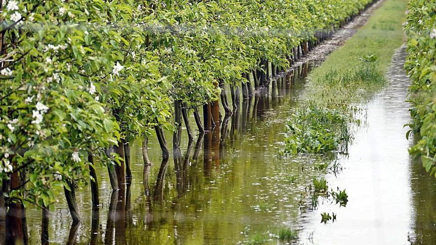 Camps de fruiters inundats a Torroella de Montgrí.