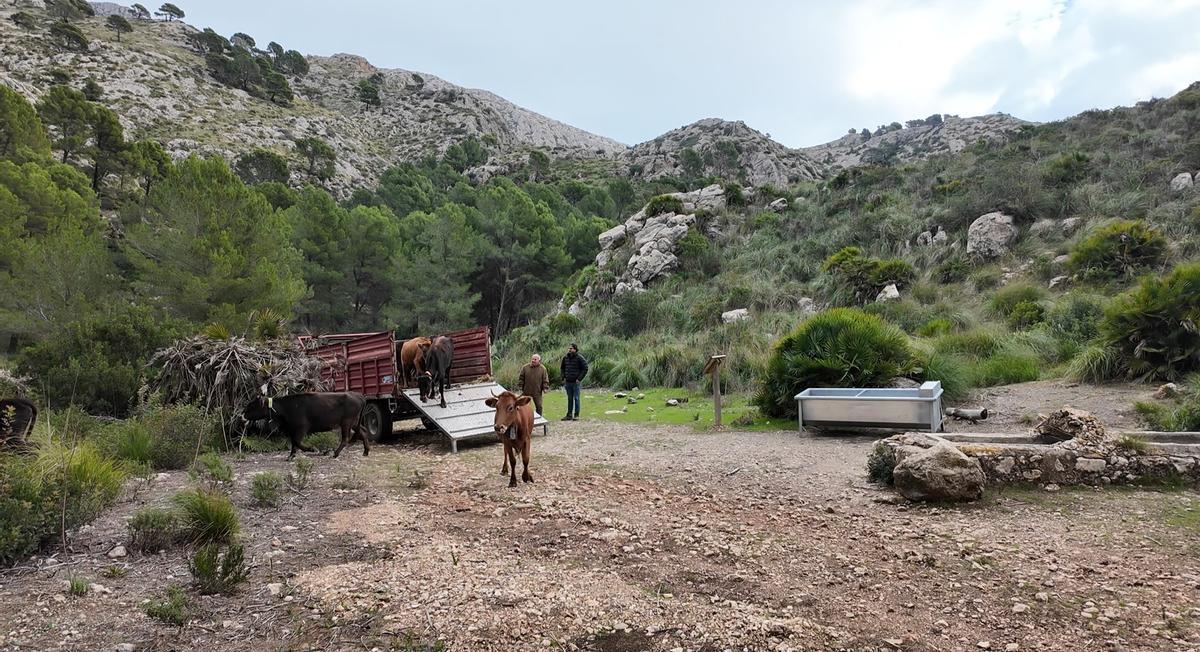 Los animales contribuirán al desbroce natural del terreno con el objetivo de evitar incendios forestales.