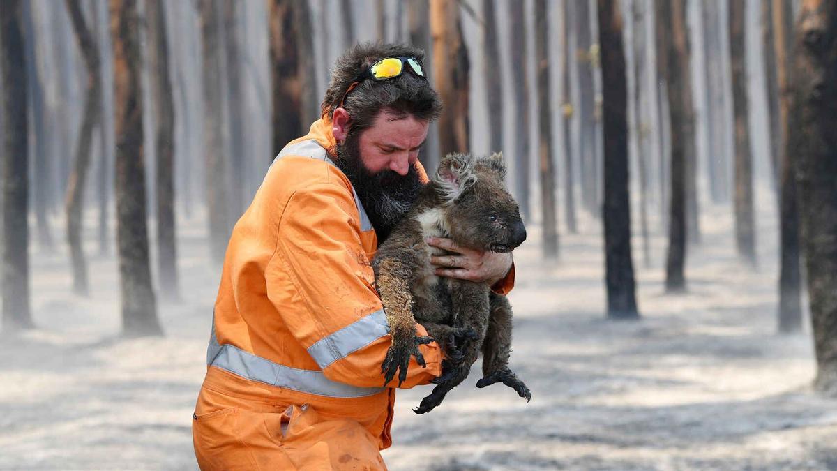 Rescate de un koala en un bosque en llamas en Australia, en enero de 2020.