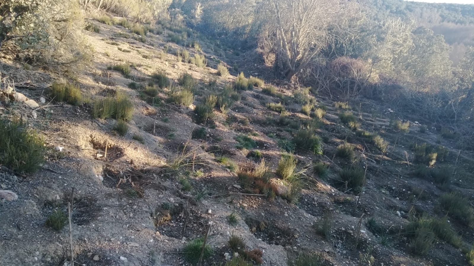 GALERÍA | Así era la plantación "paramilitar" de marihuana hallada en Peque por los cazadores