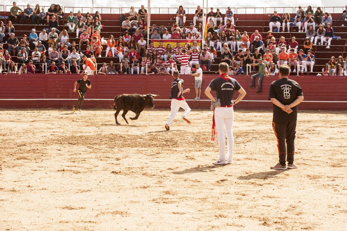 Una capea de las peñas en la plaza de toros de Benavente.