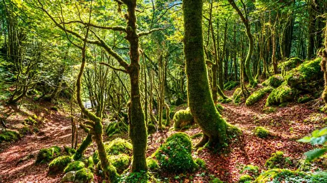 La "Amazonía española", un bosque de niebla, helechos gigantes y cascadas