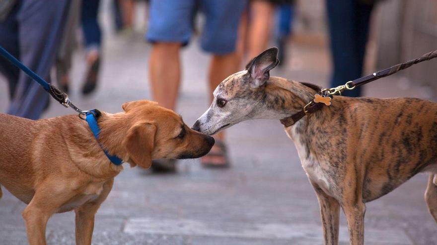 Los perros no solo huelen mejor que nosotros: también podría