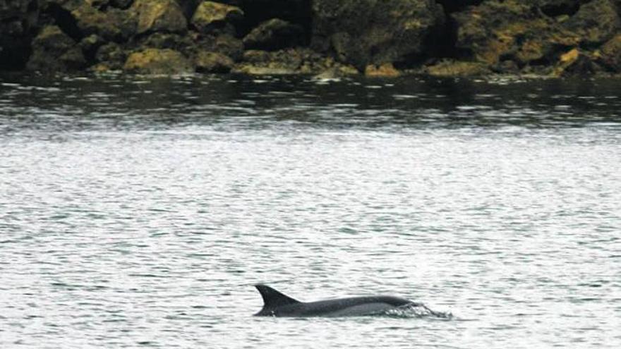 Uno de los delfines, en aguas de la playa del Arbeyal.