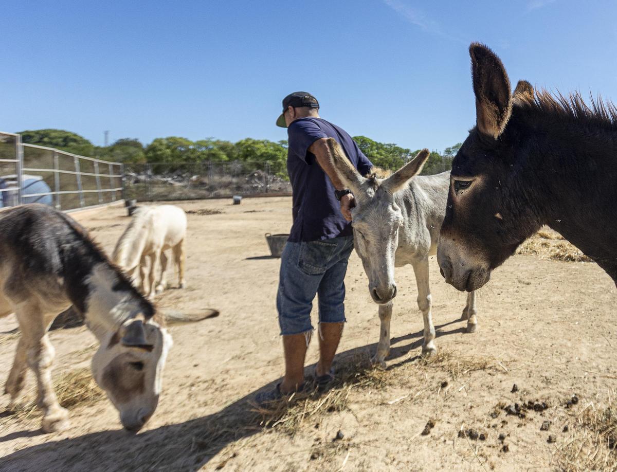 Équidos en una protectora de Alicante