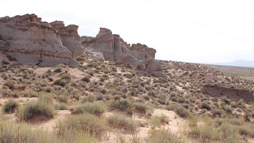 Matorrales dominados por la especie Larrea tridentata. Una de las zonas del estudio en Utah, Estados Unidos